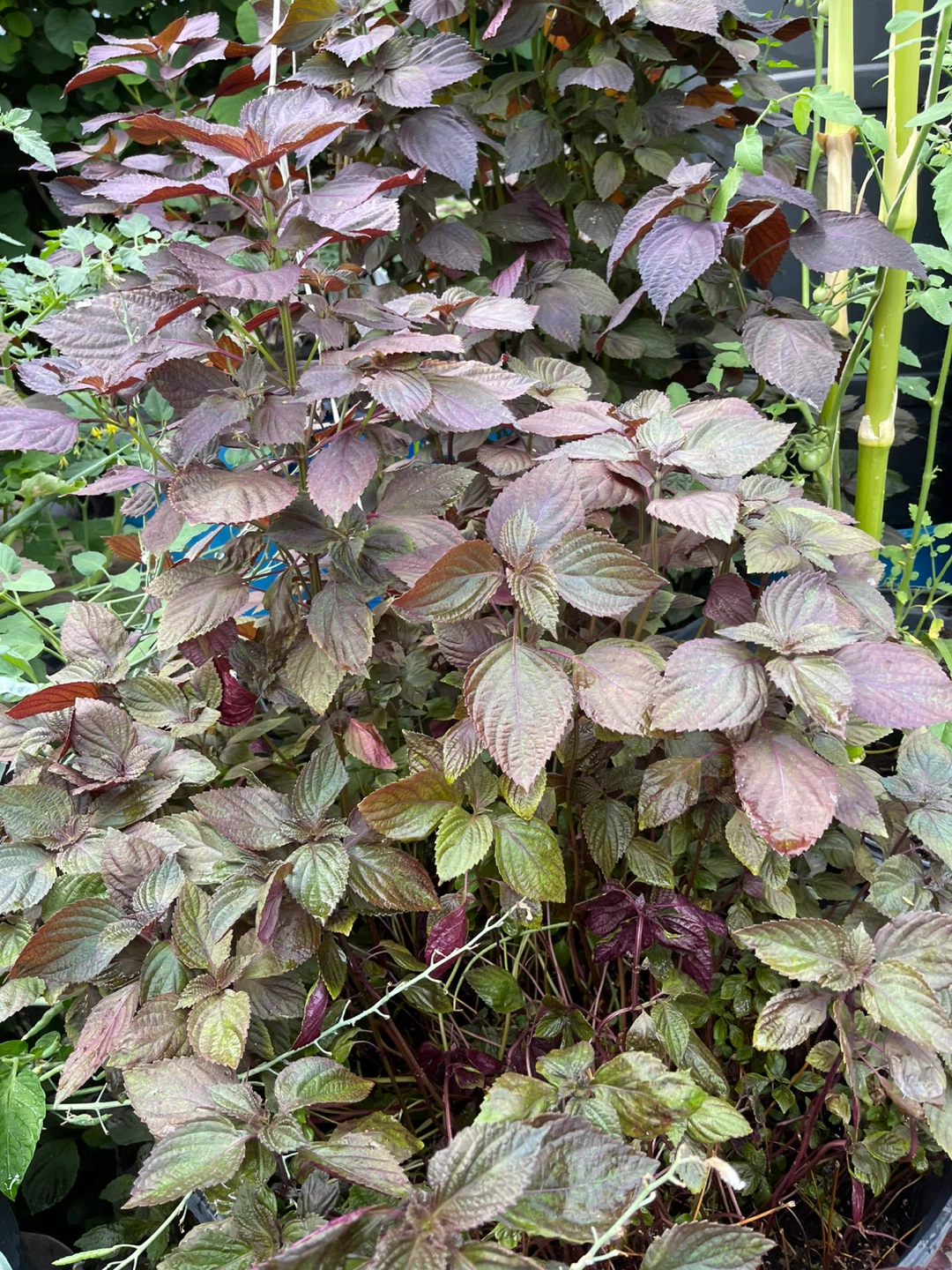 Purple Shiso Plant (Perilla) - photo 3