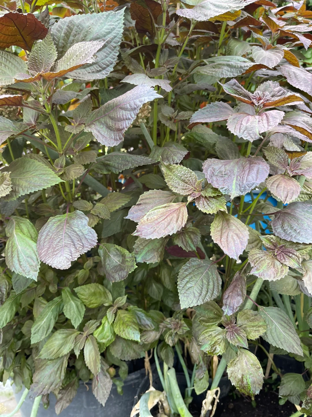 Purple Shiso Plant (Perilla) - photo 4