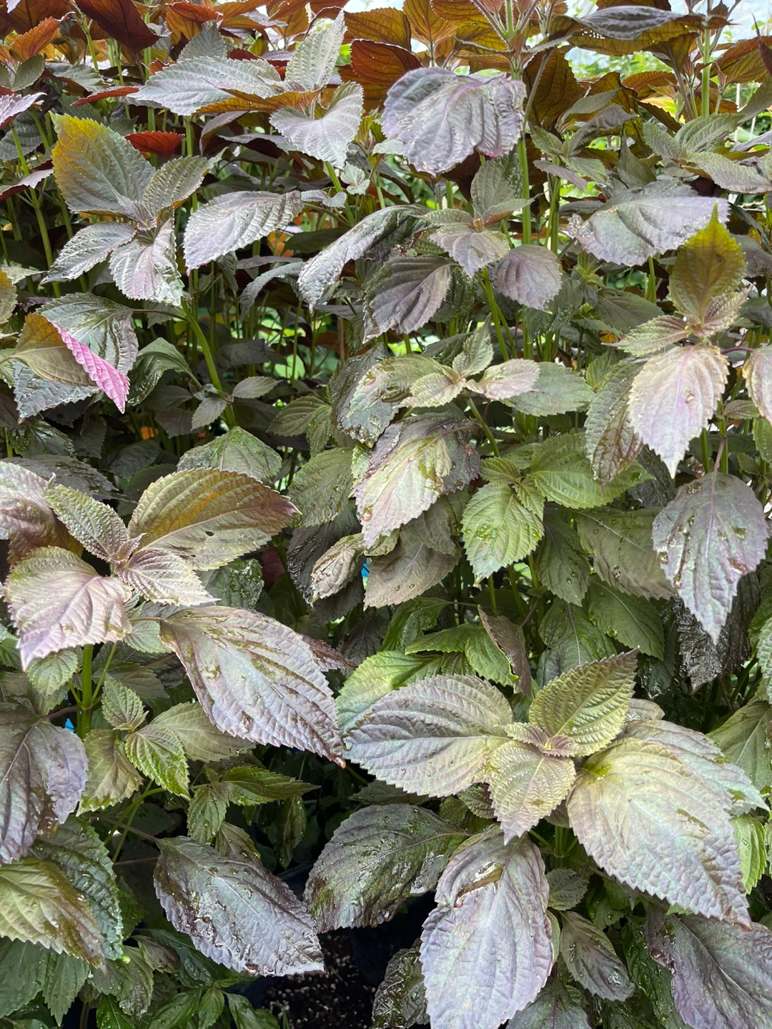 Purple Shiso Plant (Perilla) - photo 5