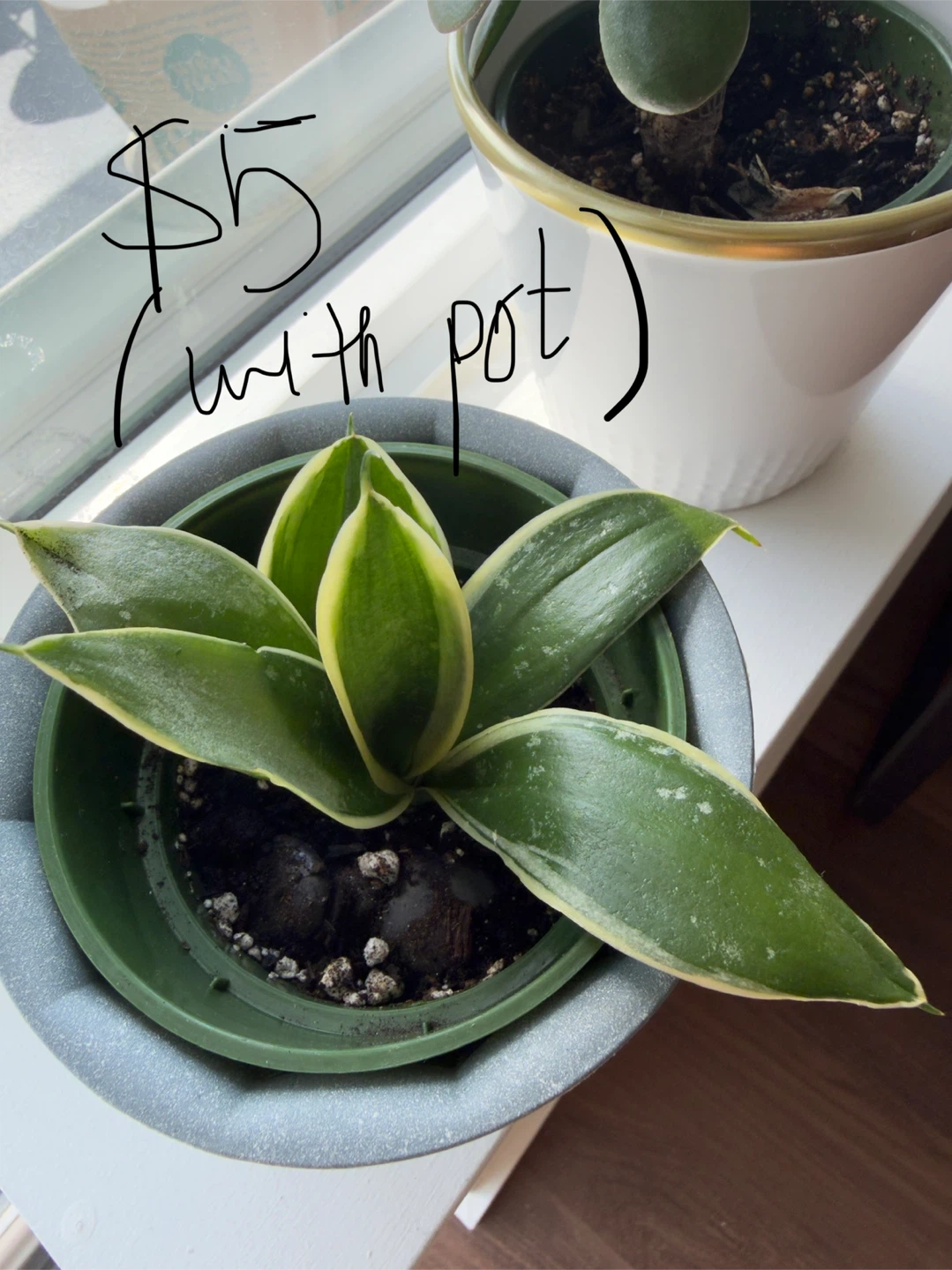 Plants