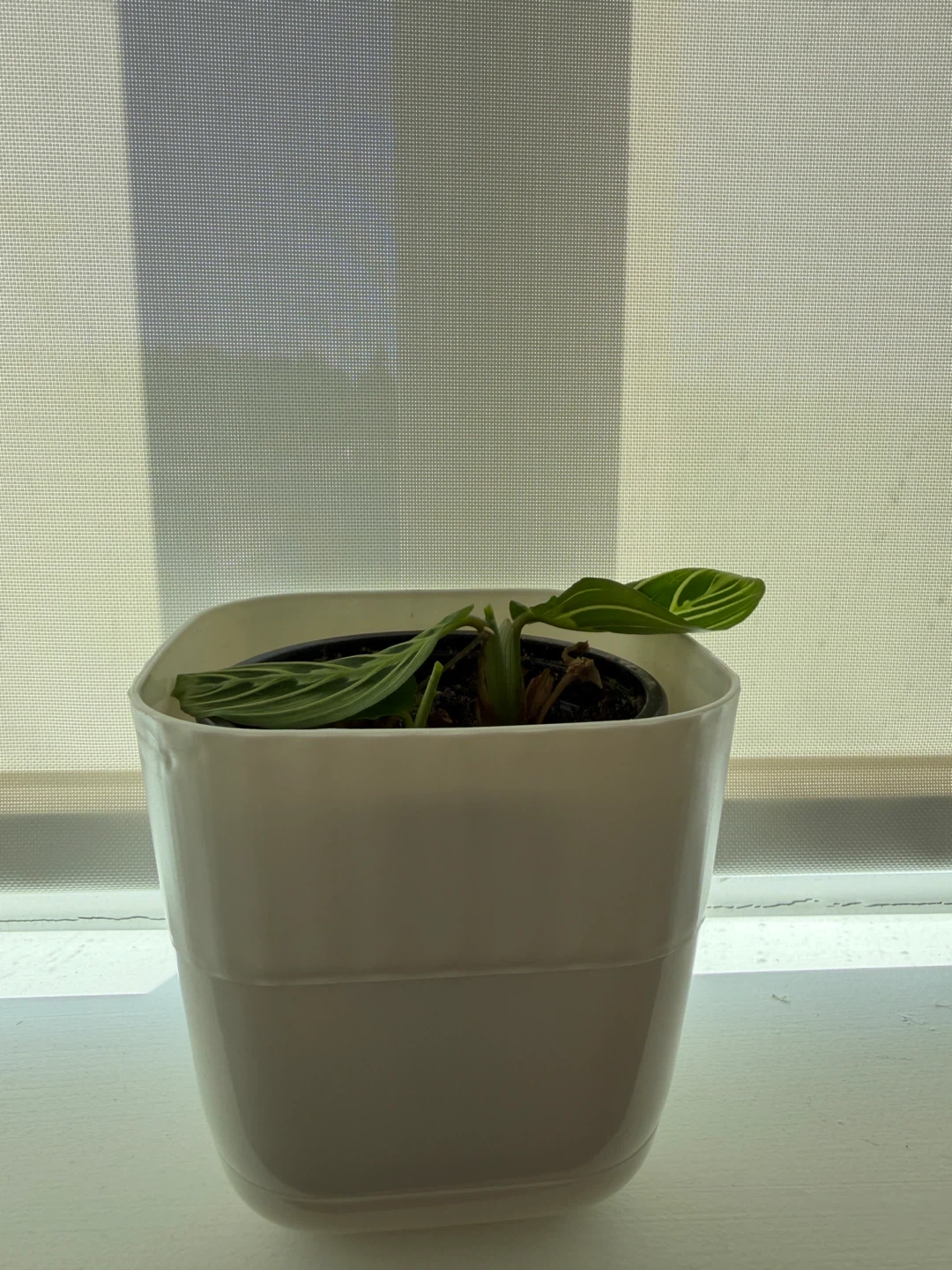 Plants - photo 2