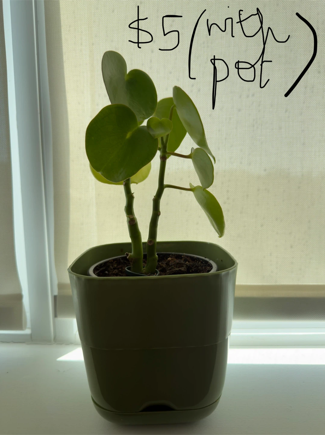 Plants - photo 3