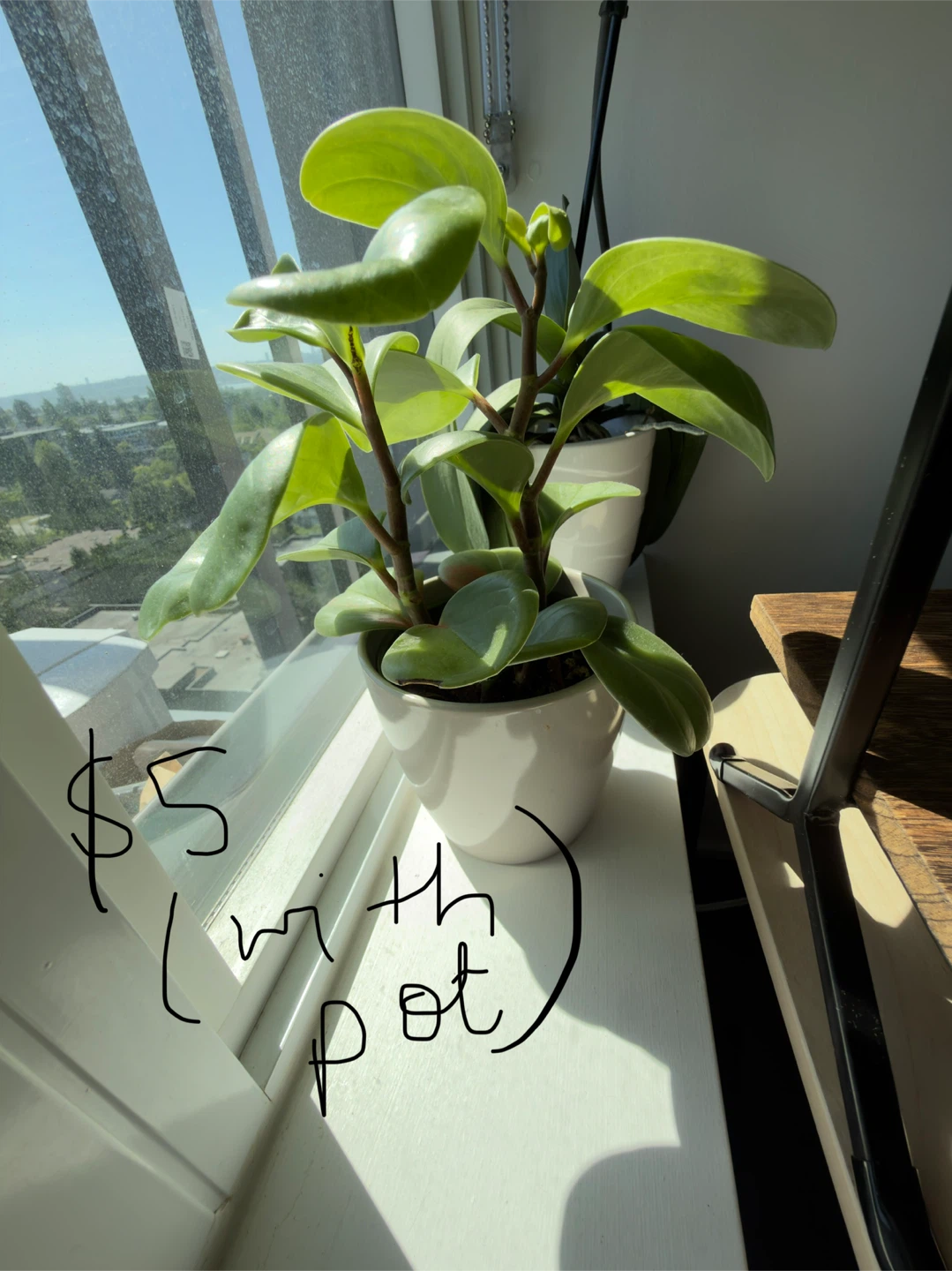 Plants - photo 5