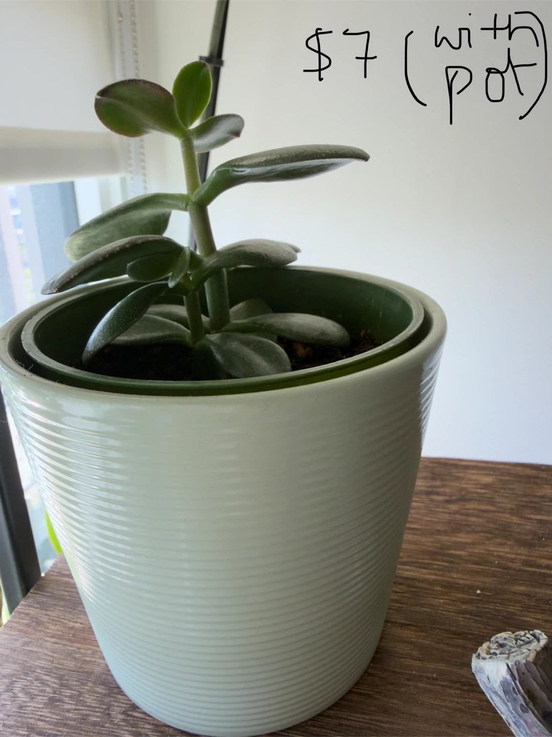 Plants - photo 5