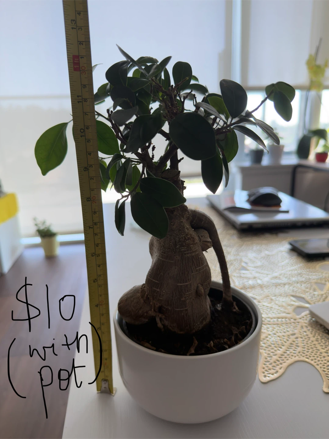 Jade Plant with White Pot