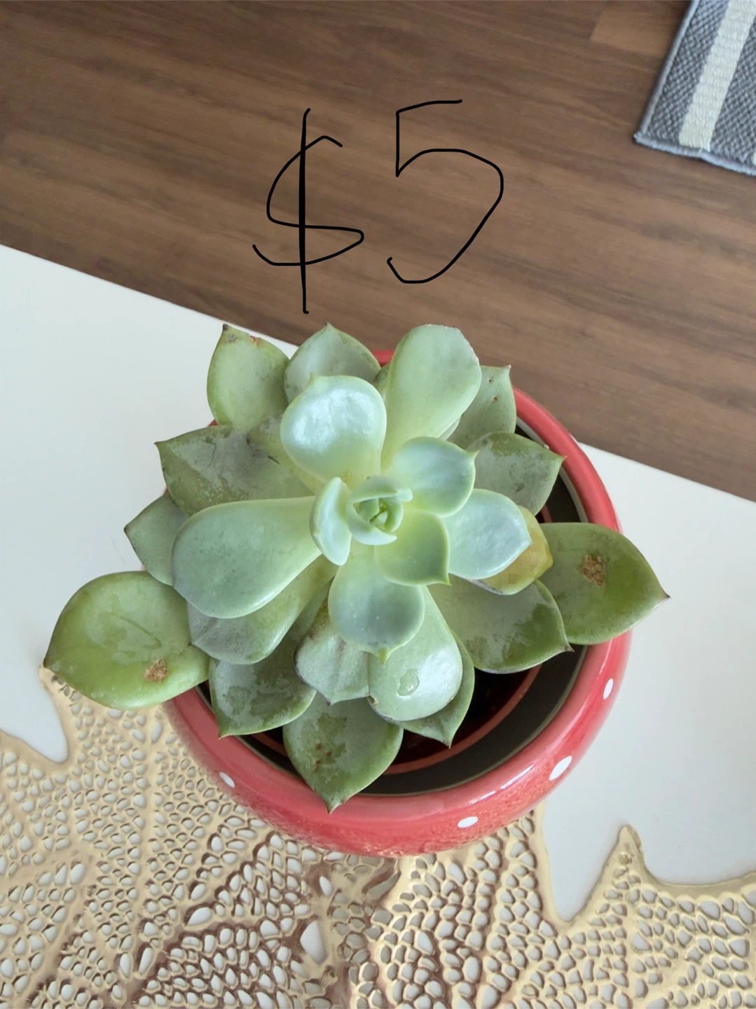 Jade Plant with White Pot - photo 2