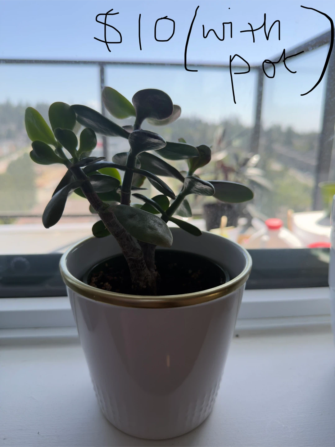 Jade Plant with White Pot - photo 3