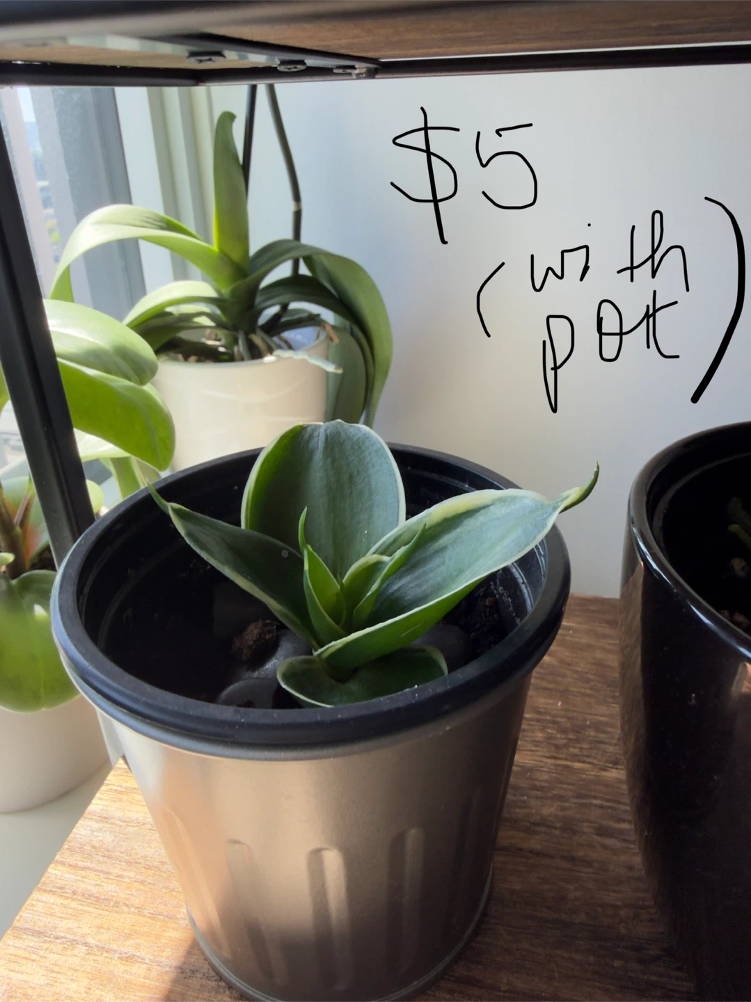 Jade Plant with White Pot - photo 4