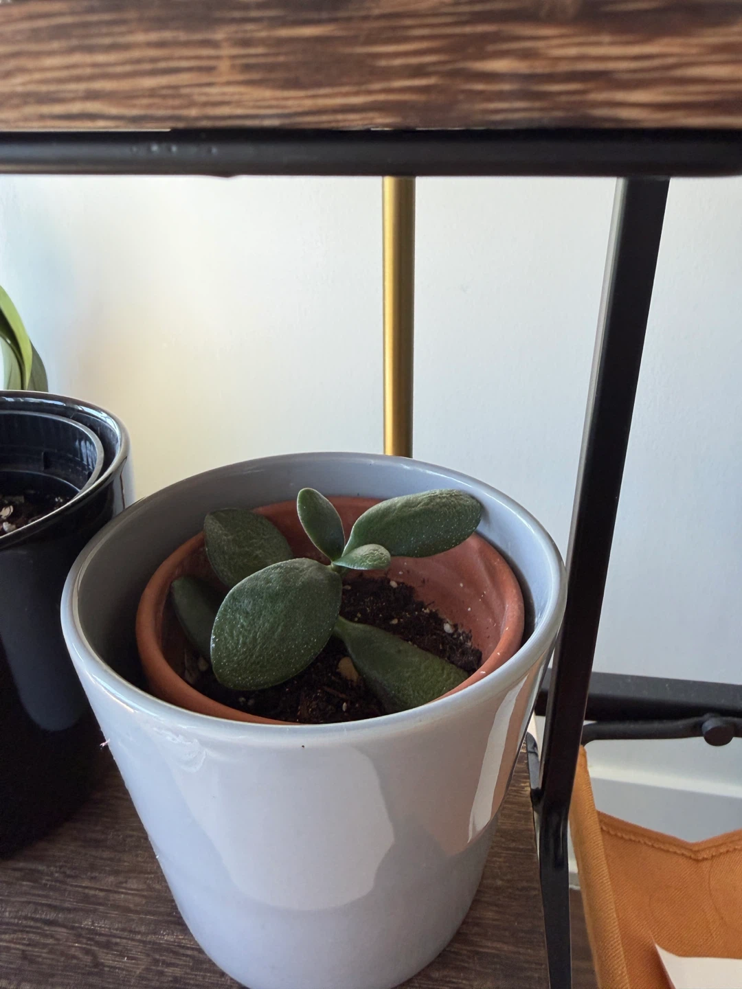 Jade Plant with White Pot - photo 5