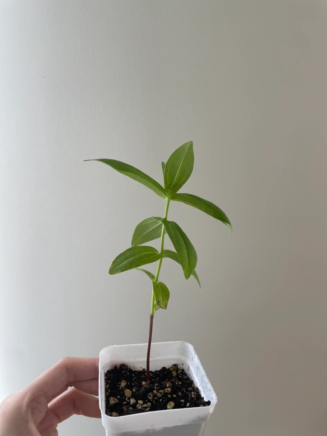 Liliput Zinnea Flower Seedling