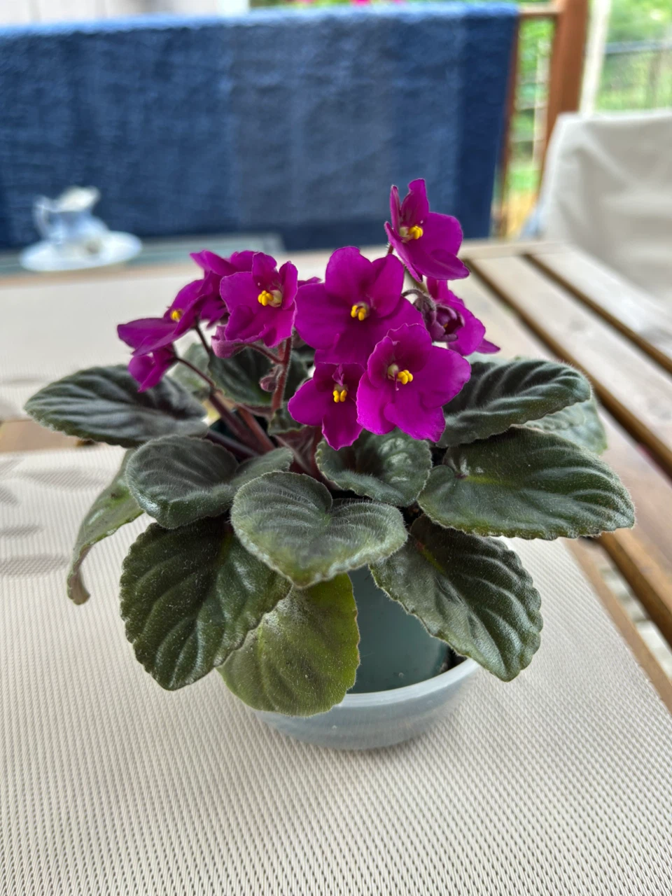 African Violet Plant