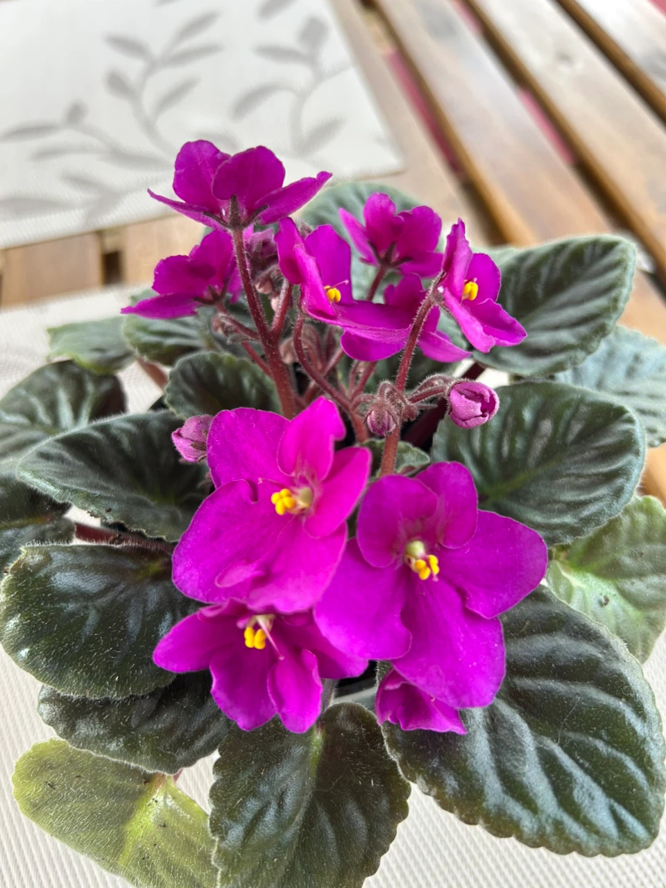African Violet Plant - photo 2