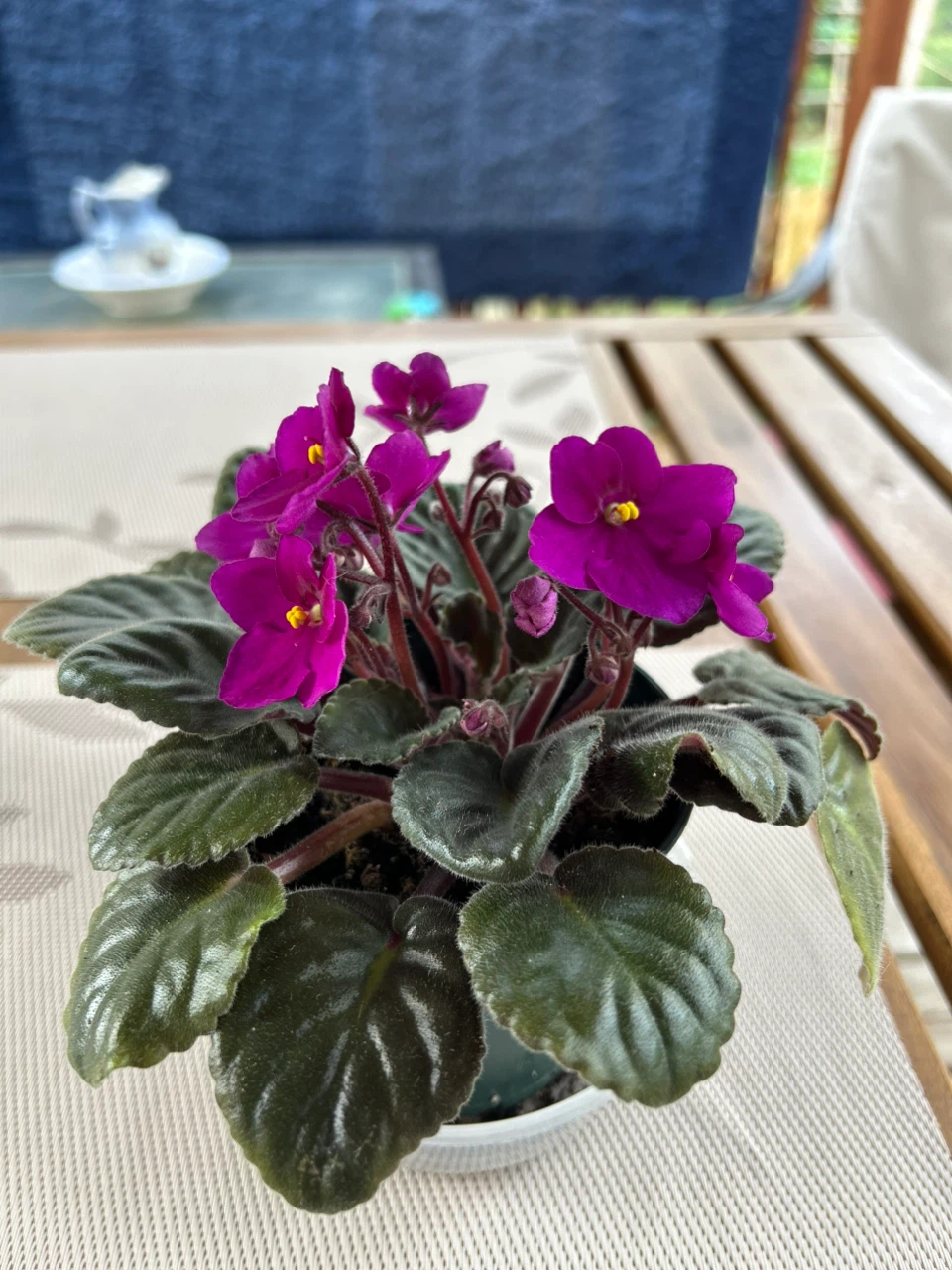African Violet Plant - photo 3