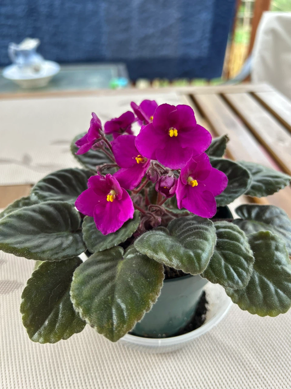 African Violet Plant - photo 4