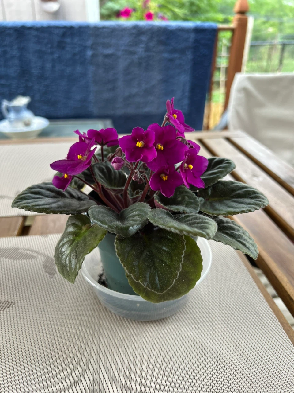 African Violet Plant - photo 5