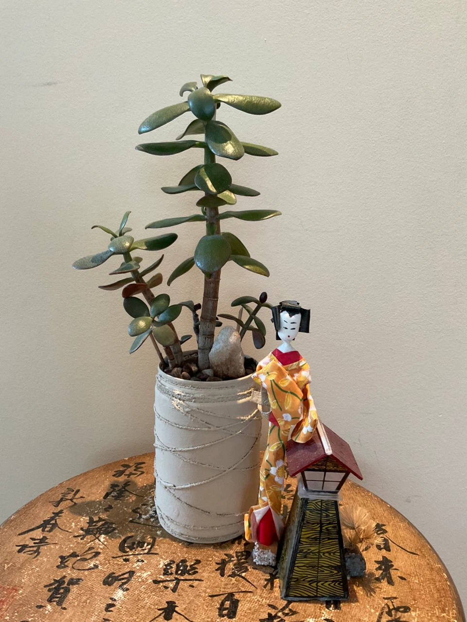 Potted Jade Plant