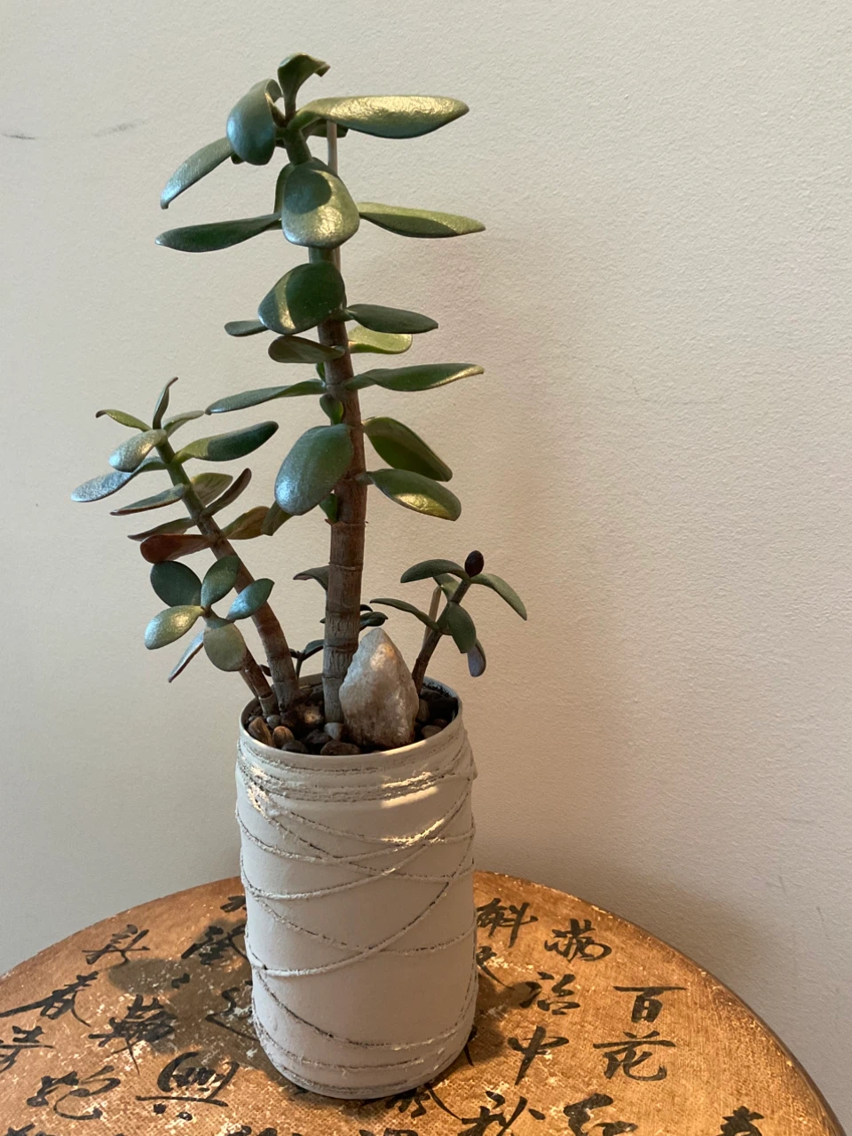 Potted Jade Plant - photo 2