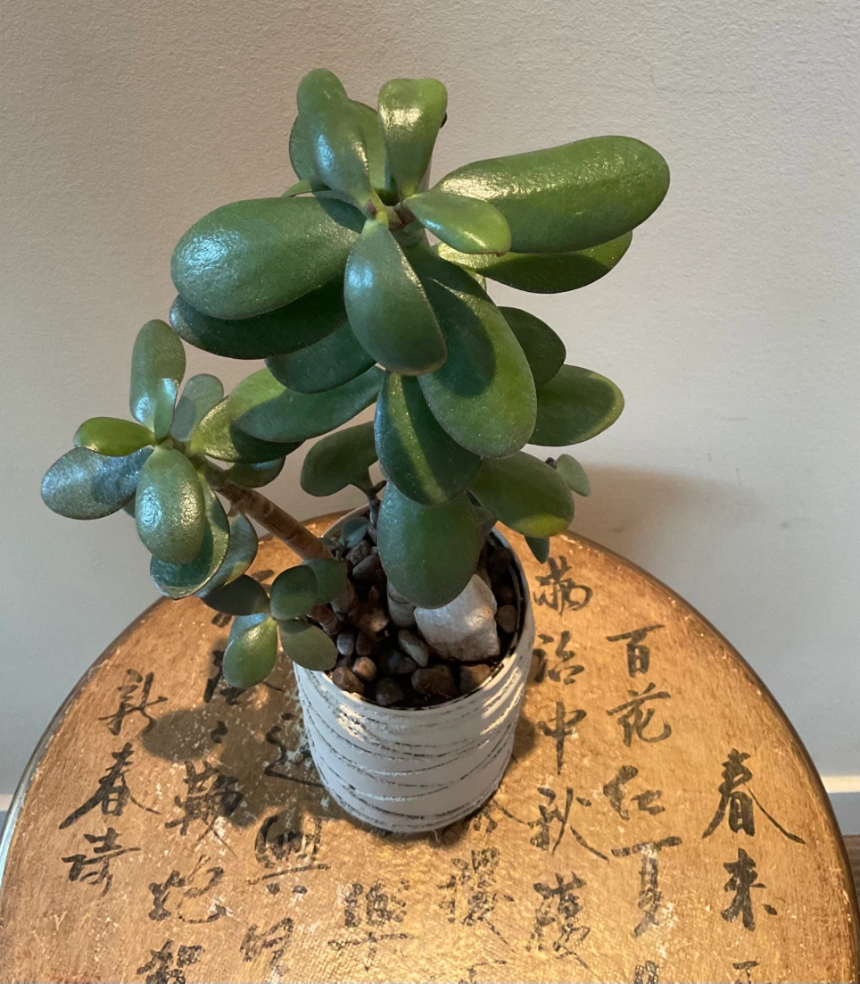 Potted Jade Plant - photo 3