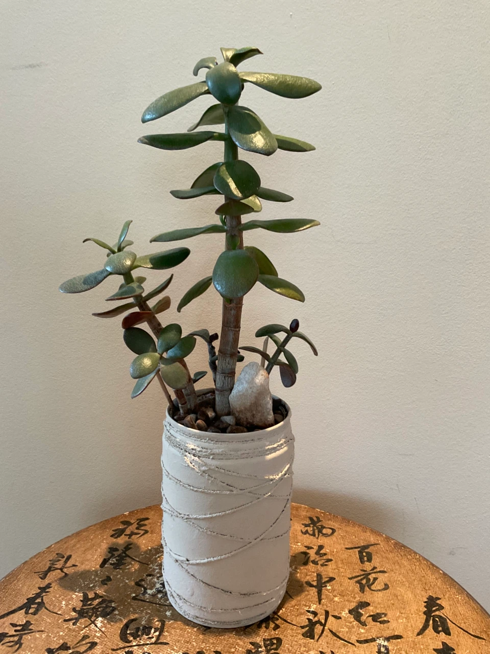 Potted Jade Plant - photo 4