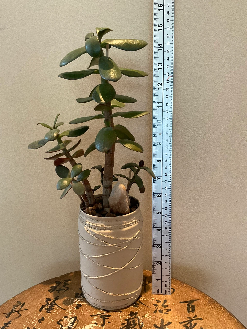 Potted Jade Plant - photo 5
