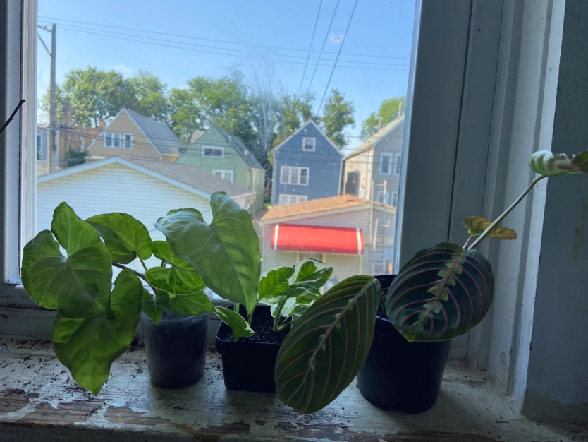 Assorted Houseplants Bundle