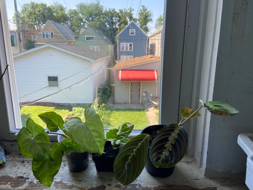 Assorted Houseplants Bundle - photo 2