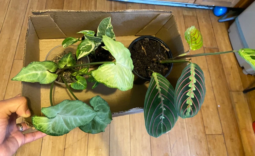 Assorted Houseplants Bundle - photo 3
