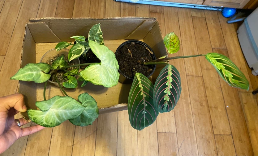 Assorted Houseplants Bundle - photo 4