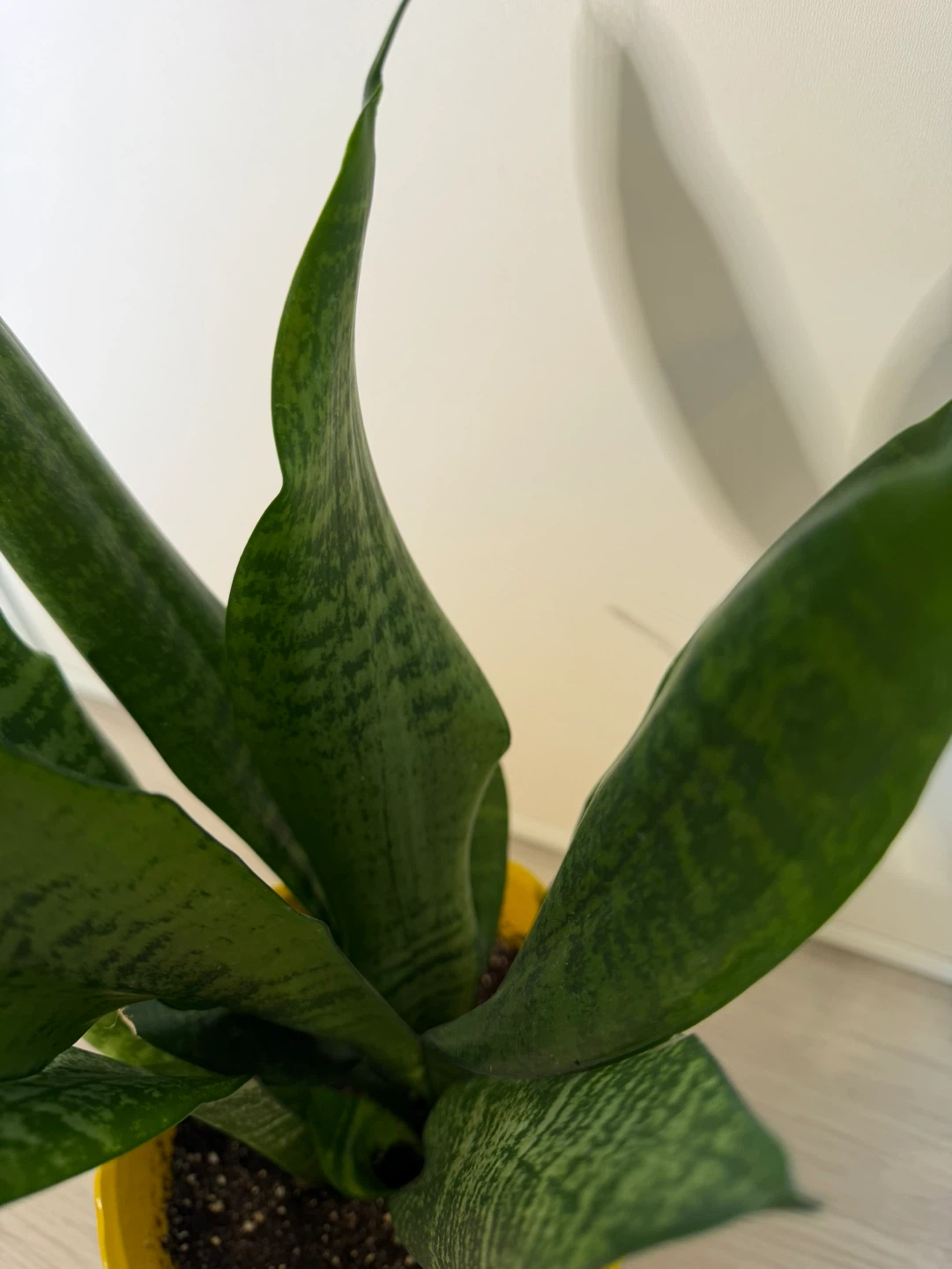 Healthy Snake Plant in Bright Yellow Pot - photo 4