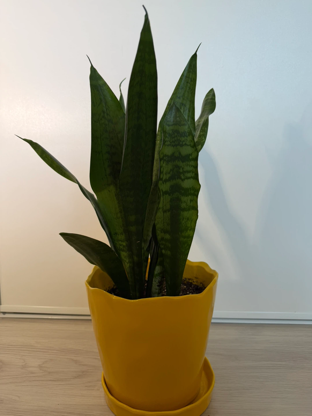 Healthy Snake Plant in Bright Yellow Pot
