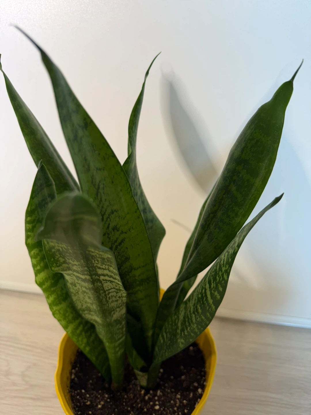 Healthy Snake Plant in Bright Yellow Pot - photo 3
