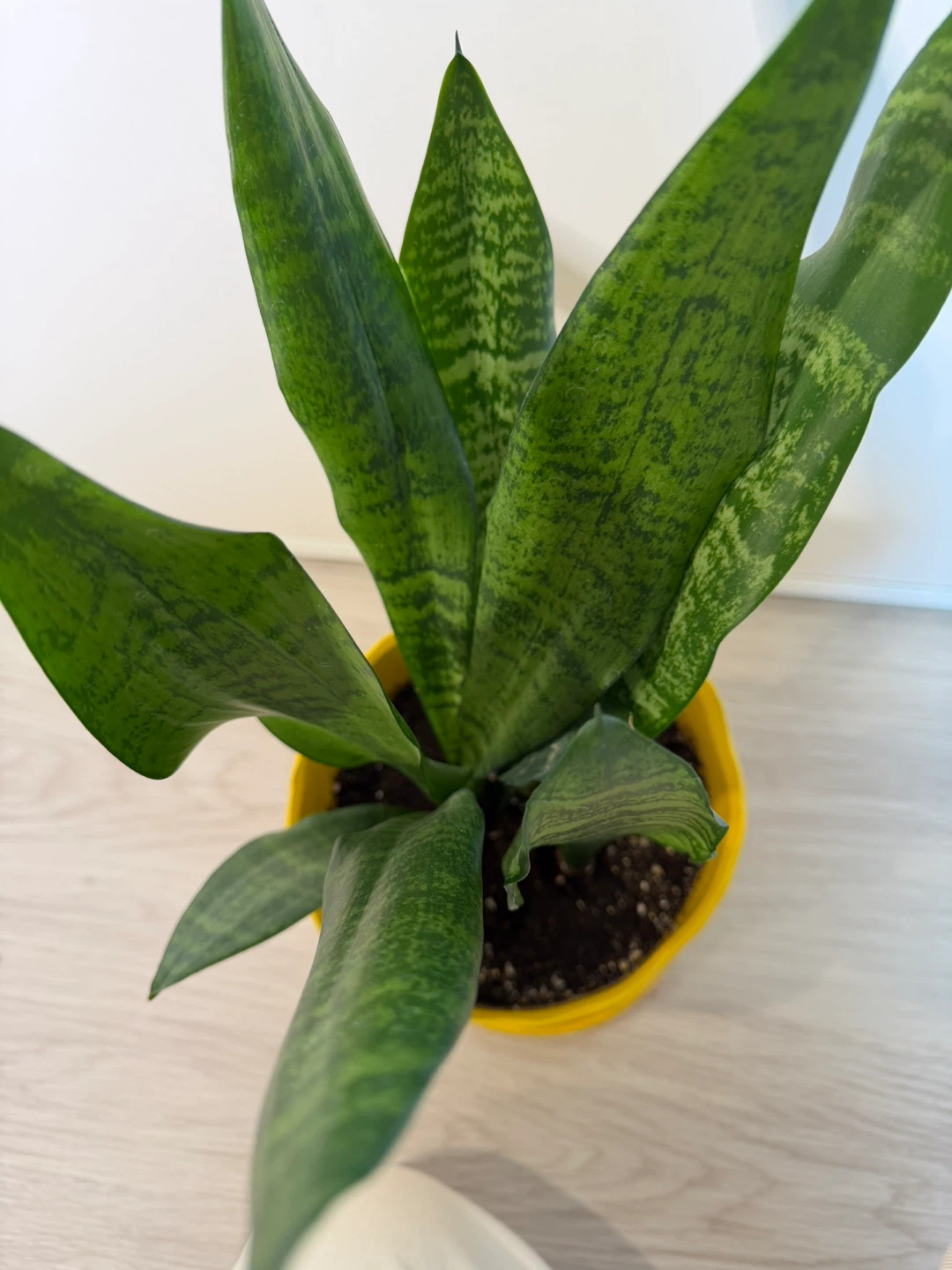 Healthy Snake Plant in Bright Yellow Pot - photo 2