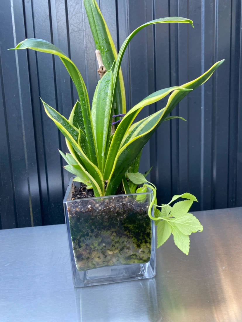 Snake Plant and Succulent Terrarium