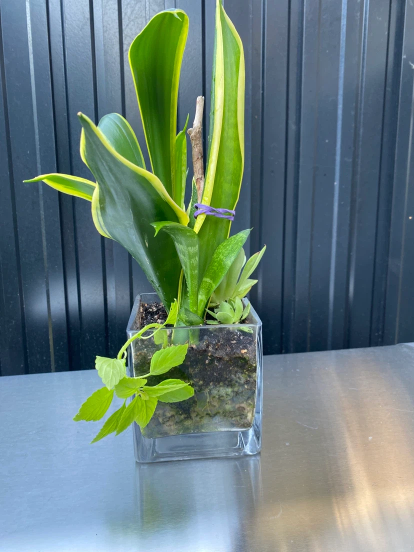 Snake Plant and Succulent Terrarium - photo 2