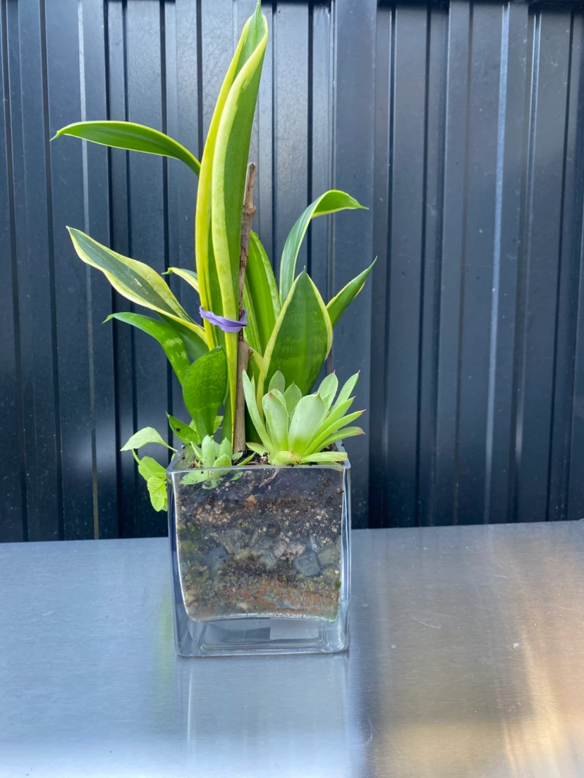 Snake Plant and Succulent Terrarium - photo 3