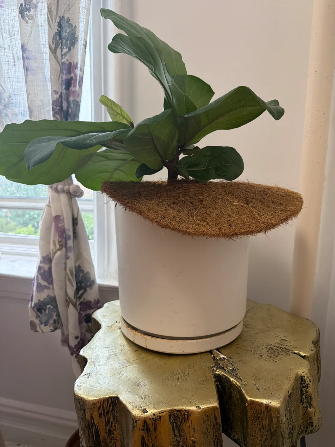 Fiddle tree