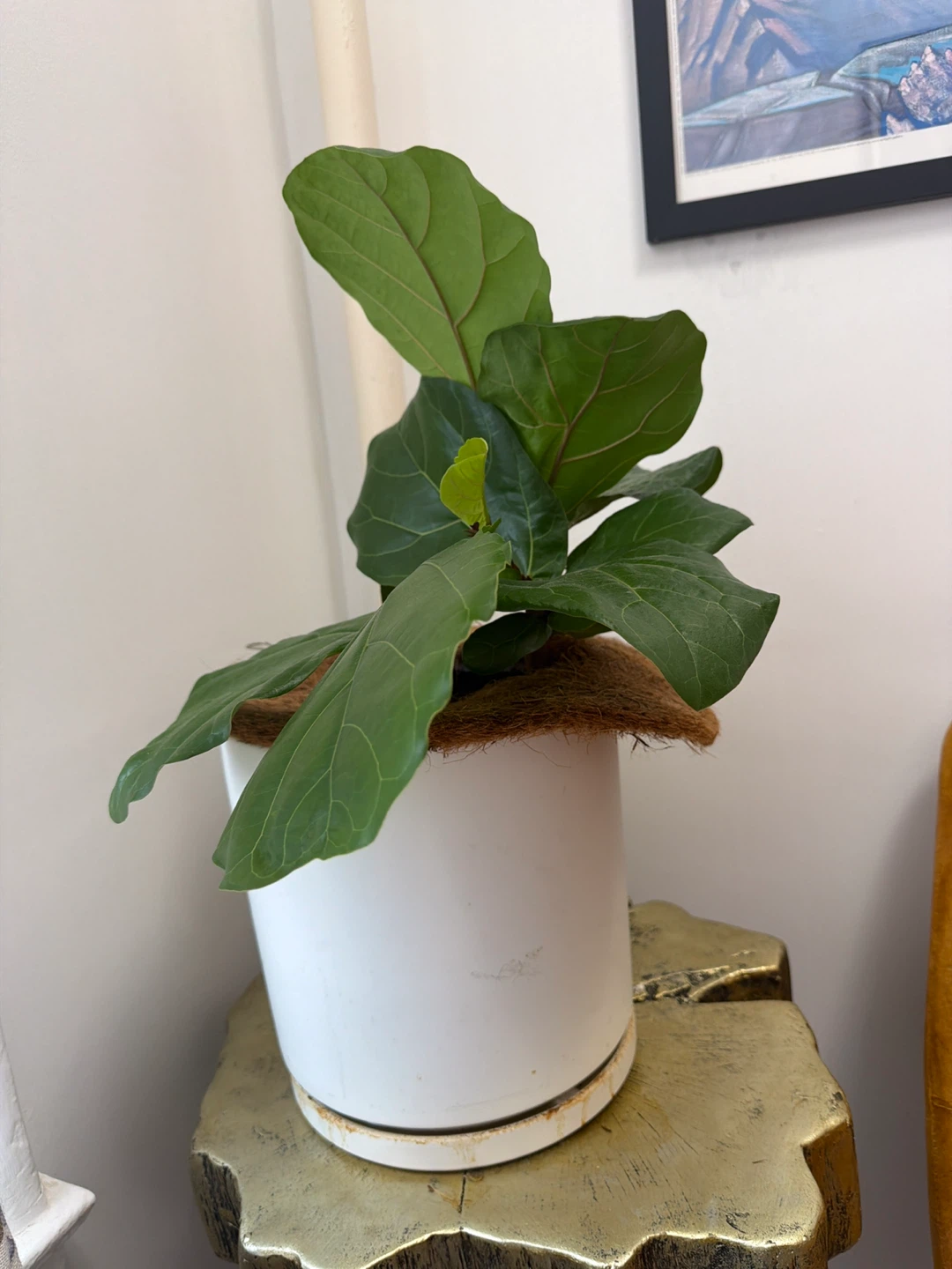 Fiddle tree - photo 2