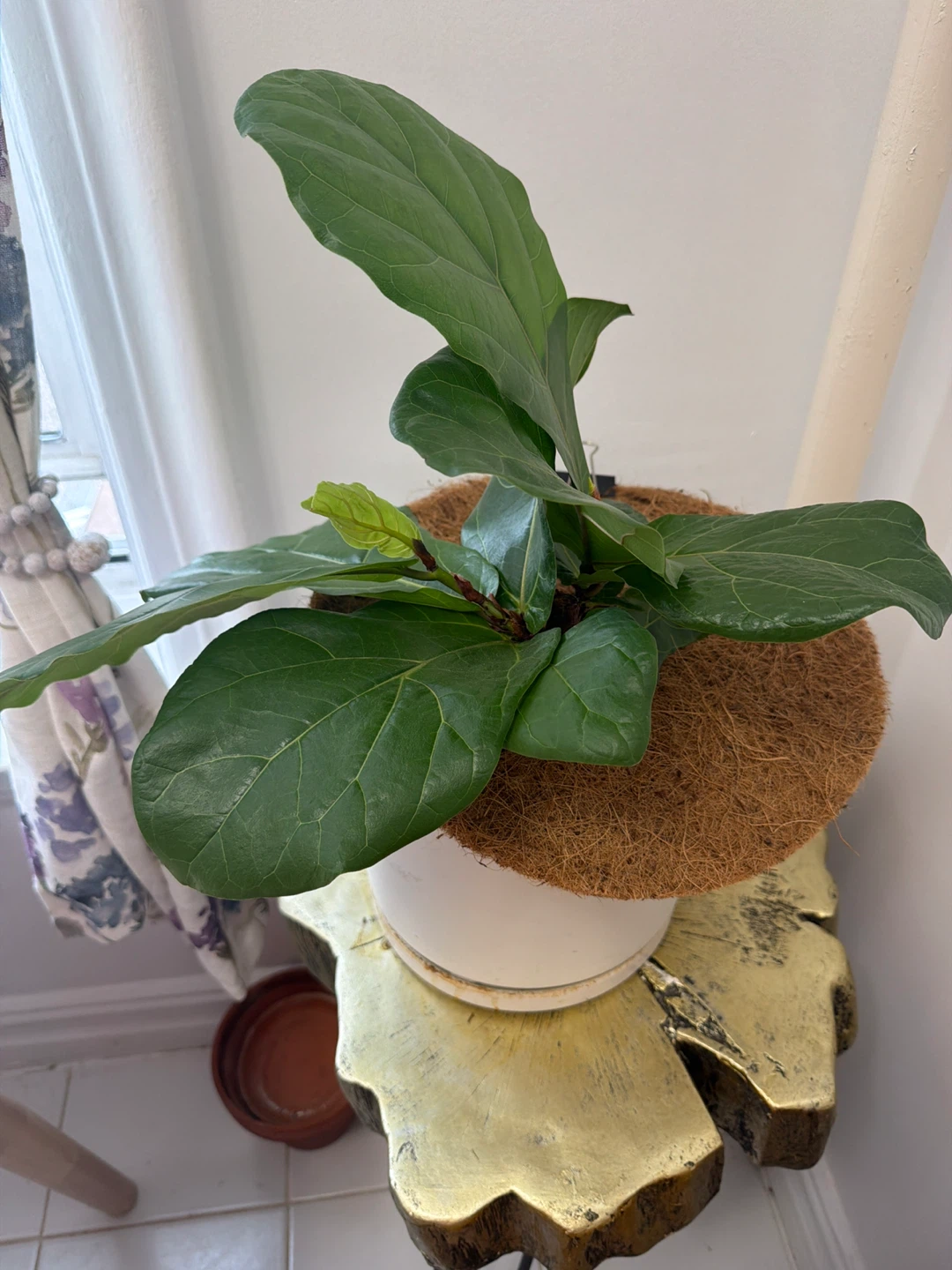 Fiddle tree - photo 3