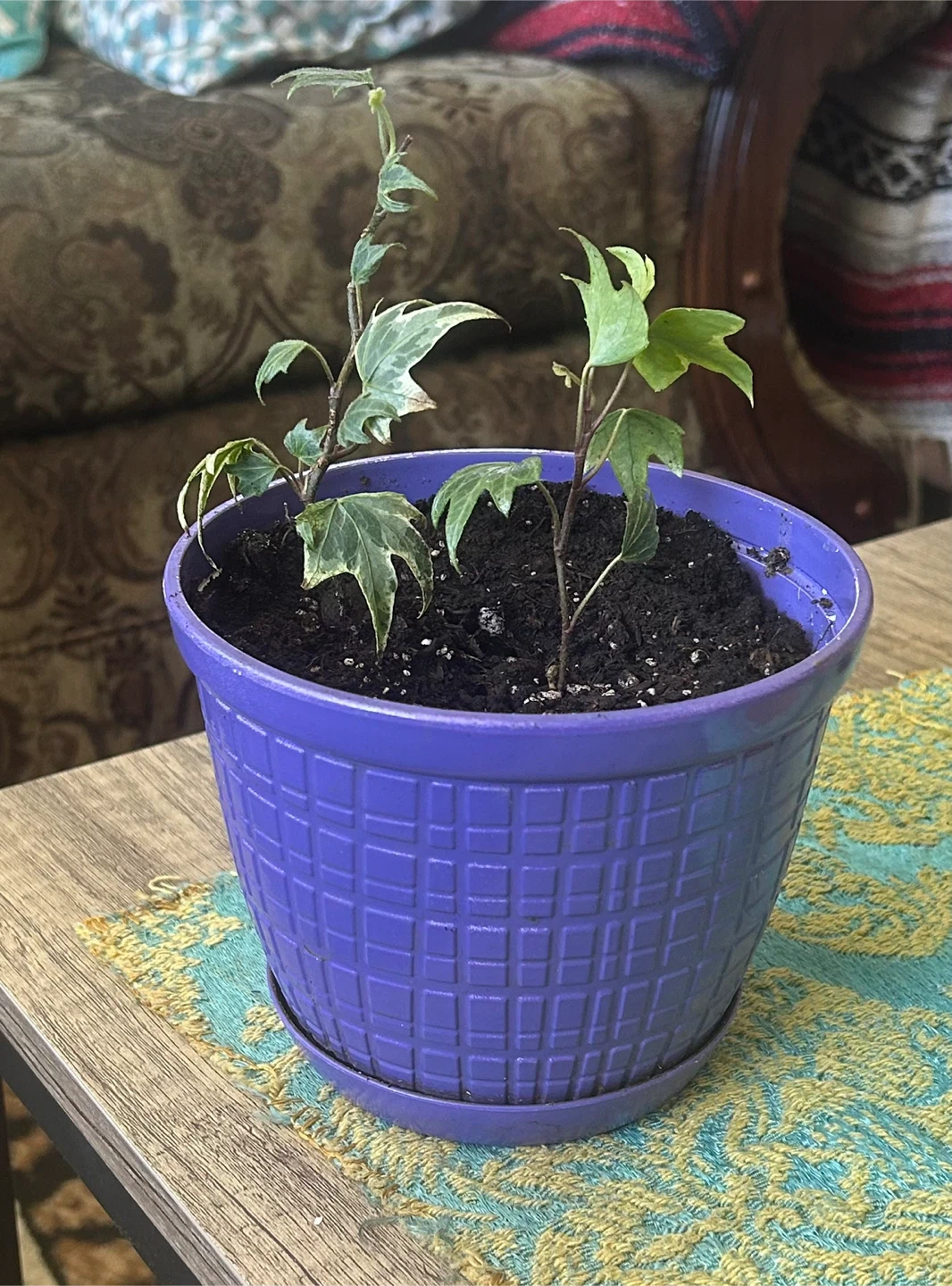 English Ivy Plant