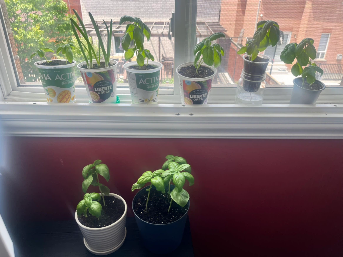 Assorted Herb Plants (Basil, Green Onions)