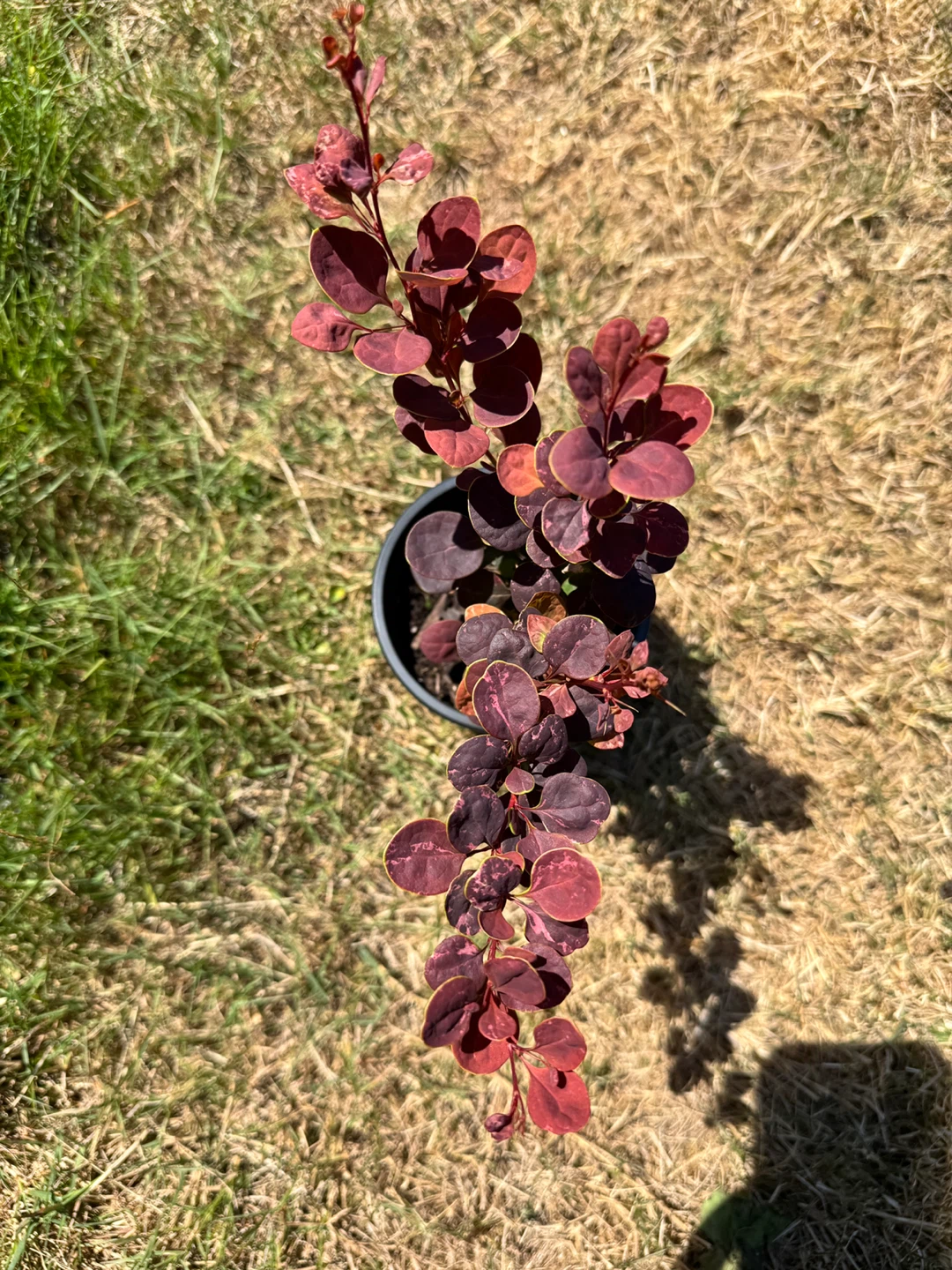 'Rosy Glow' Japanese Barberry Plant - photo 2