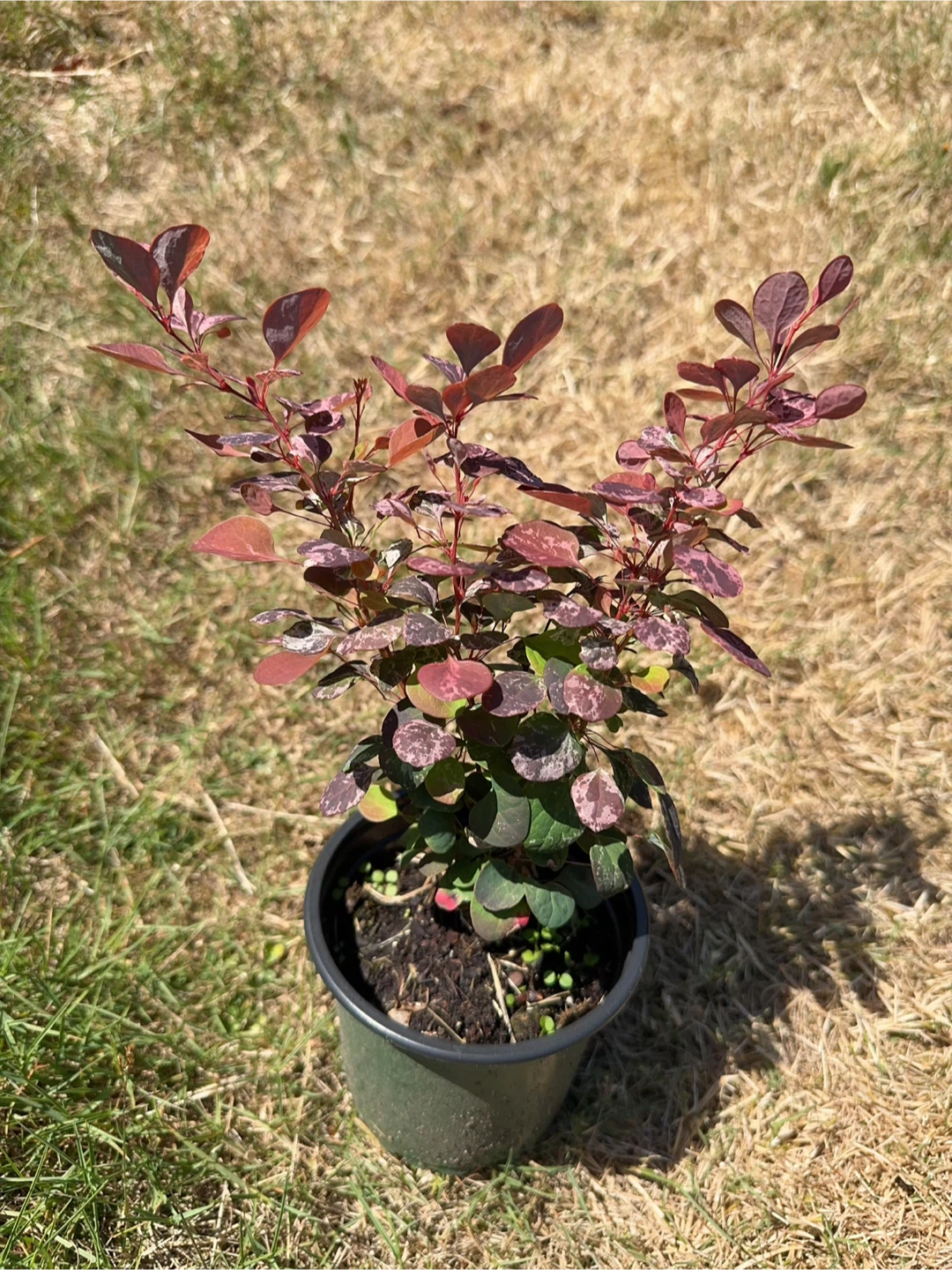 'Rosy Glow' Japanese Barberry Plant - photo 3