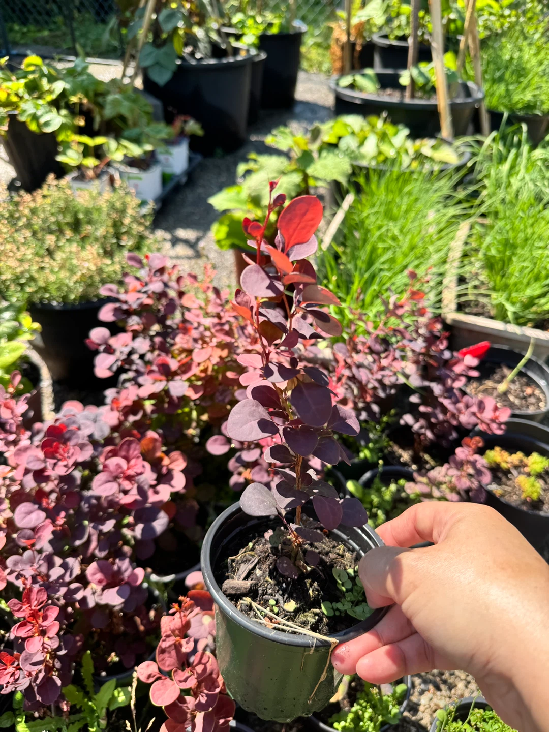 'Rosy Glow' Japanese Barberry Plant - photo 4