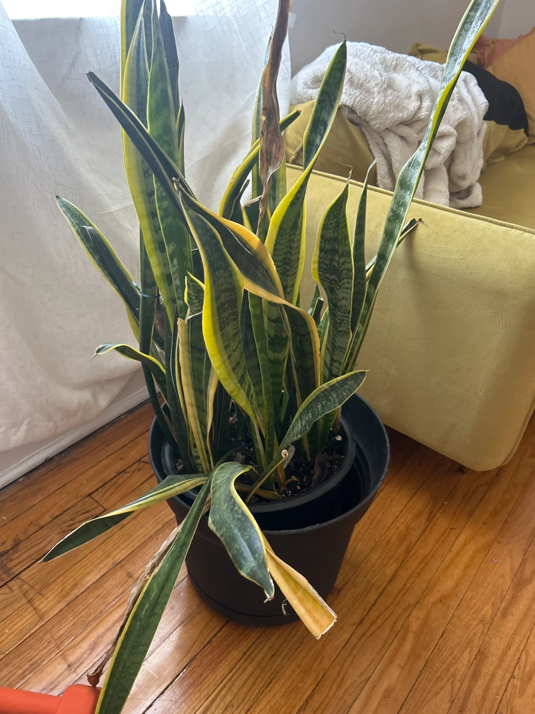 Snake Plant in Black Pot - photo 2