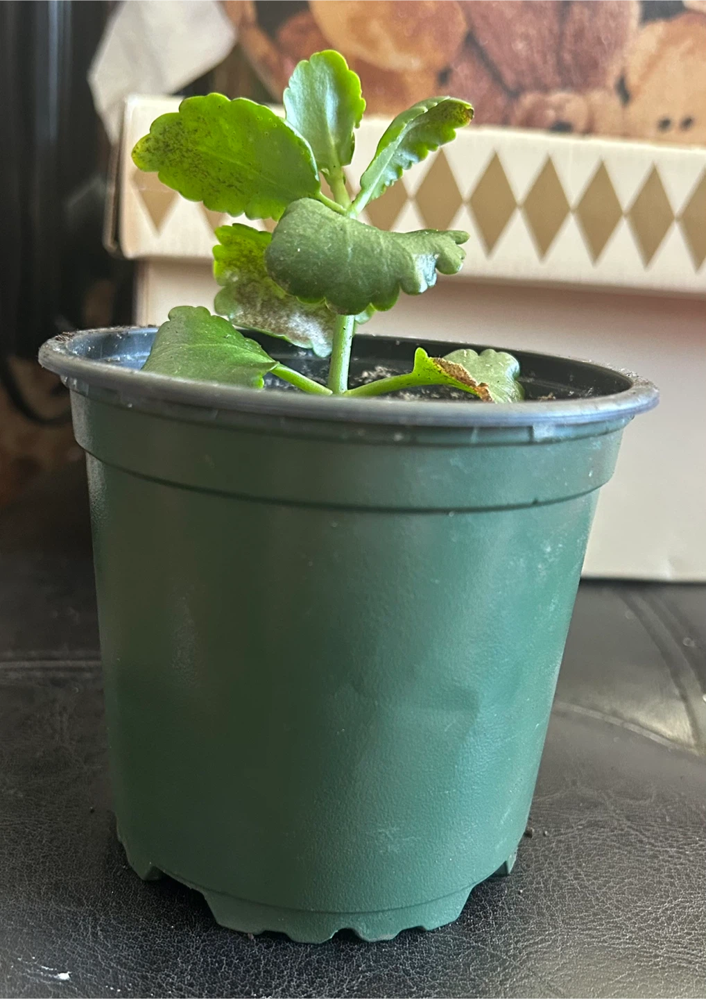 Kalanchoe Plant in Pot