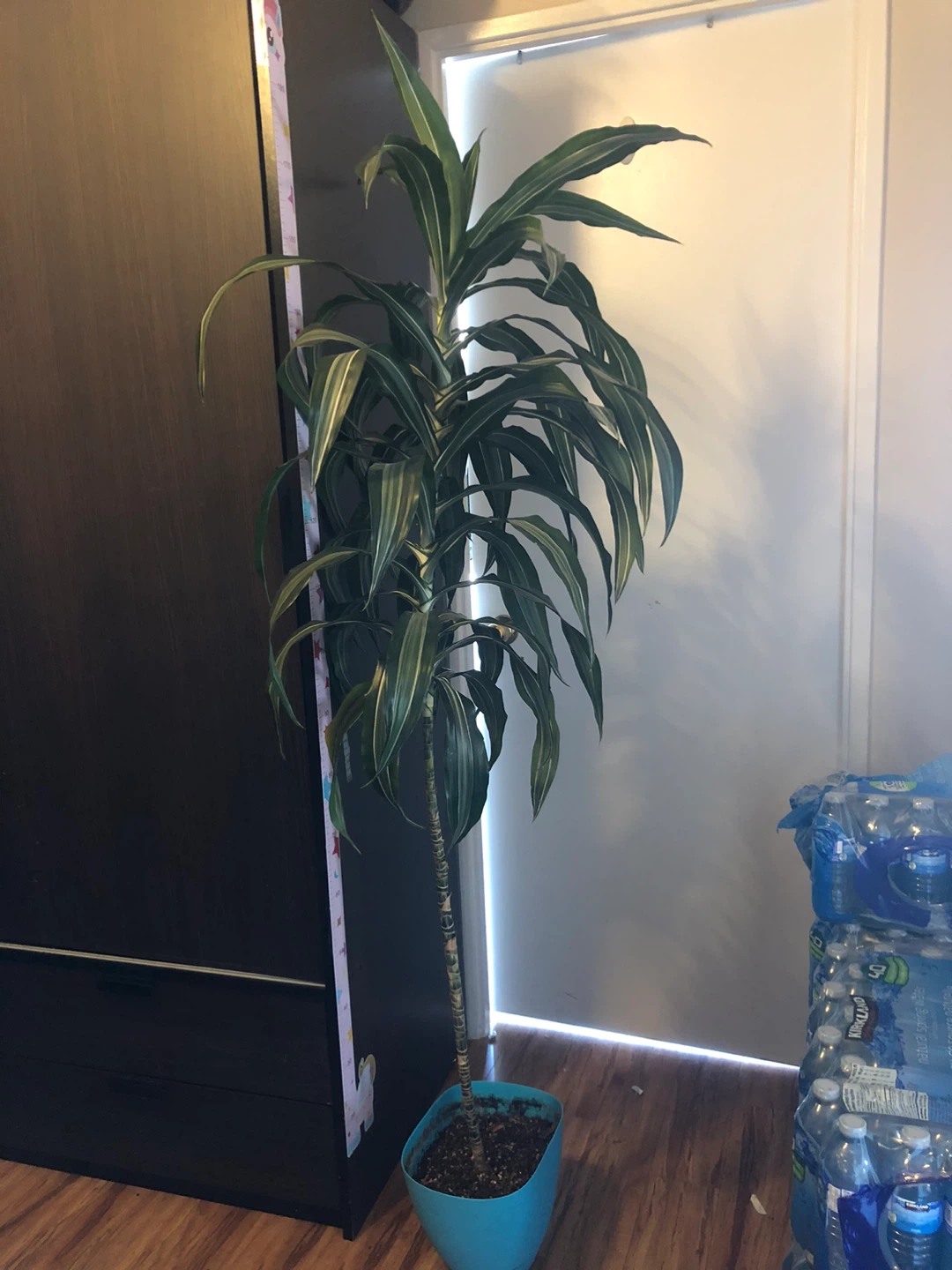 Tall Dracaena Plant in Blue Pot