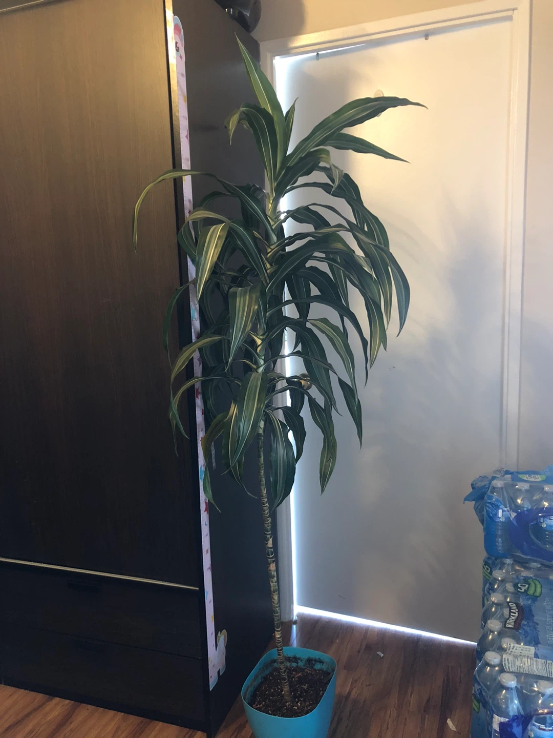 Tall Dracaena Plant in Blue Pot - photo 2