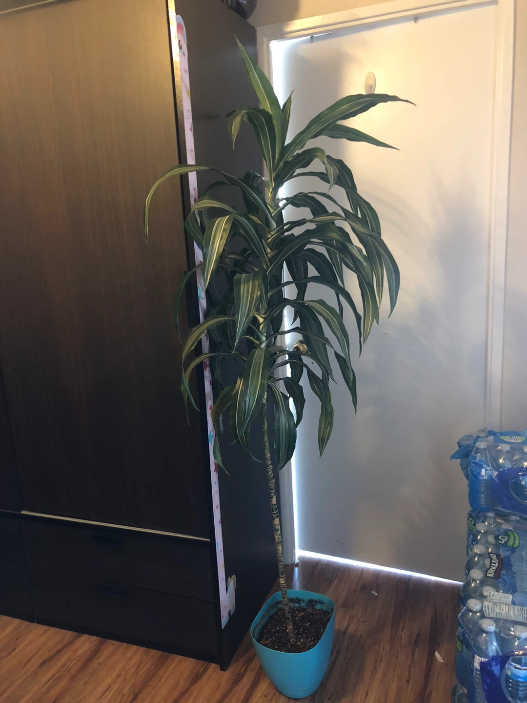 Tall Dracaena Plant in Blue Pot - photo 3