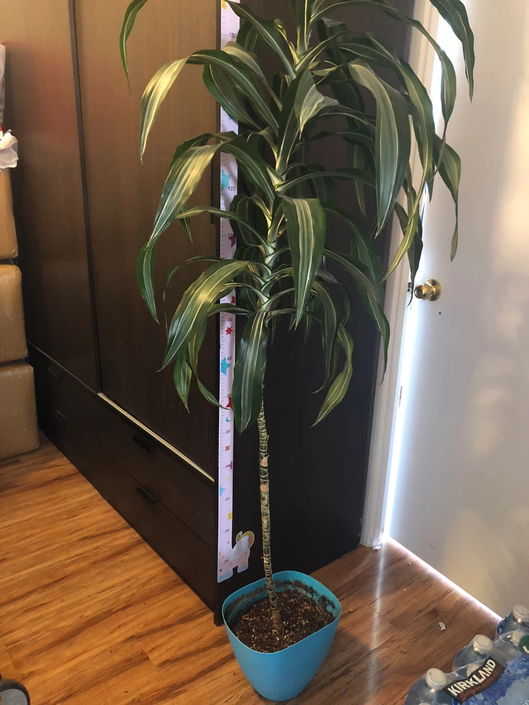 Tall Dracaena Plant in Blue Pot - photo 4