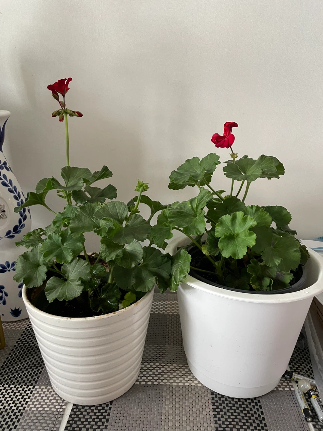 Geranium Plants with Red Flowers